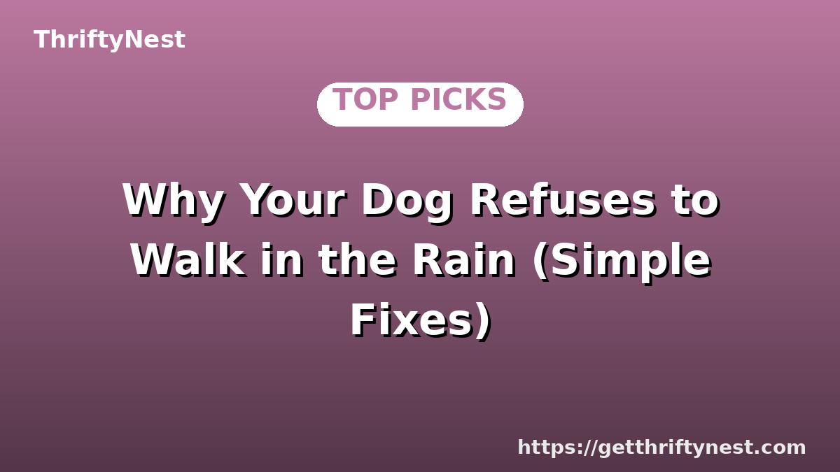 Why Your Dog Refuses to Walk in the Rain (Simple Fixes)